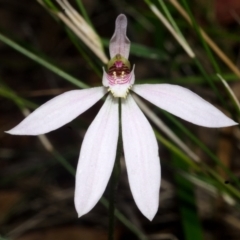 Caladenia carnea (Pink Fingers) at Jerrawangala, NSW - 18 Oct 2016 by AlanS