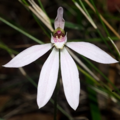 Caladenia carnea (Pink Fingers) at Jerrawangala, NSW - 18 Oct 2016 by AlanS