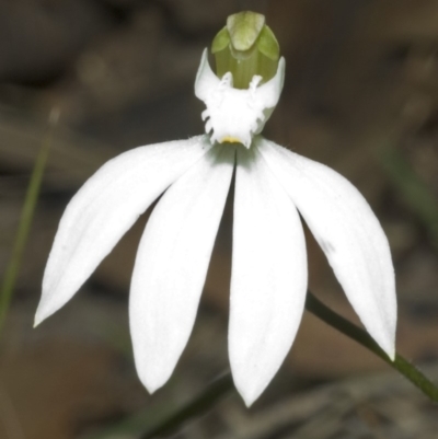 Caladenia catenata (White Fingers) at Comberton, NSW - 30 Aug 2006 by AlanS