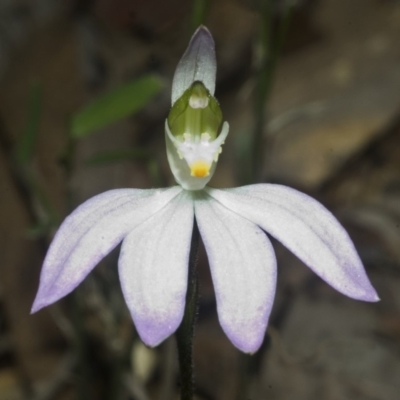 Caladenia catenata (White Fingers) at Falls Creek, NSW - 18 Sep 2006 by AlanS