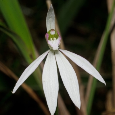 Caladenia catenata (White Fingers) at Comberton, NSW - 16 Sep 2013 by AlanS