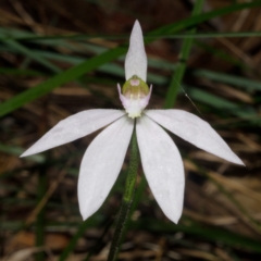 Caladenia catenata (White Fingers) at Myola, NSW - 22 Sep 2014 by AlanS