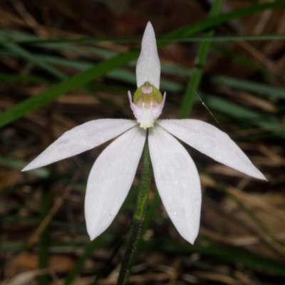 Caladenia catenata (White Fingers) at Myola, NSW - 22 Sep 2014 by AlanS