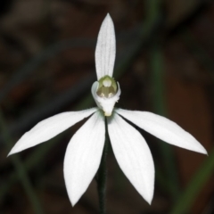 Caladenia catenata (White Fingers) at Callala Bay, NSW - 27 Sep 2005 by AlanS