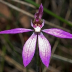 Caladenia curtisepala at Yerriyong, NSW - 19 Sep 2005 by AlanS