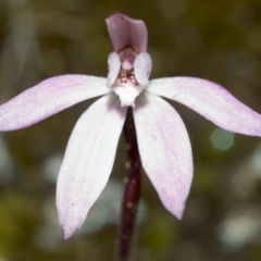 Caladenia fuscata (Dusky Fingers) at Sassafras, NSW - 19 Sep 2005 by AlanS