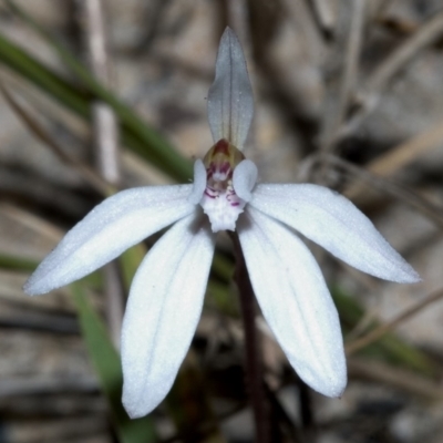 Caladenia fuscata (Dusky Fingers) at Broulee, NSW - 14 Sep 2005 by AlanS