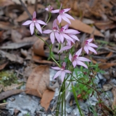 Caladenia hillmanii (Purple Heart Orchid) at Myola, NSW - 18 Sep 2015 by AlanS