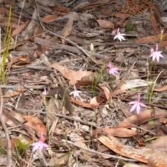 Caladenia hillmanii (Purple Heart Orchid) at Myola, NSW - 26 Sep 2013 by AlanS