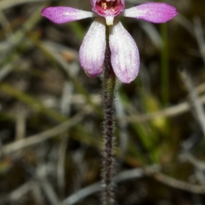 Caladenia mentiens (Cryptic Pink-fingers) at Sassafras, NSW - 14 Oct 2005 by AlanS