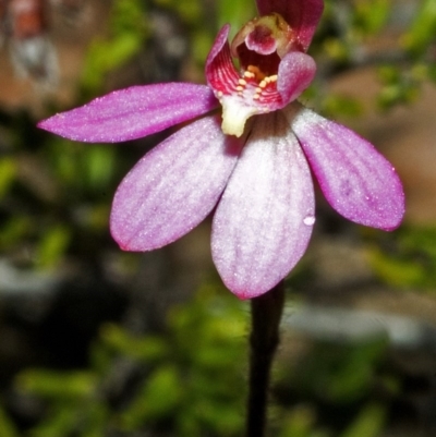 Caladenia mentiens (Cryptic Pink-fingers) at Tianjara, NSW - 21 Oct 2005 by AlanS