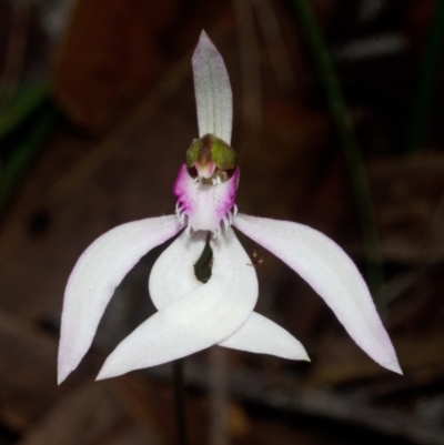 Caladenia picta (Painted Fingers) at Myola, NSW - 25 May 2015 by AlanS