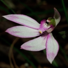 Caladenia picta (Painted Fingers) at Huskisson, NSW - 20 Jun 2012 by AlanS