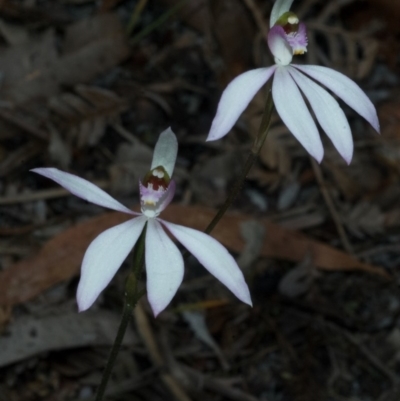 Caladenia picta (Painted Fingers) at Myola, NSW - 27 May 2010 by AlanS