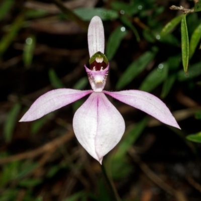 Caladenia picta (Painted Fingers) at Myola, NSW - 6 Jul 2012 by AlanS