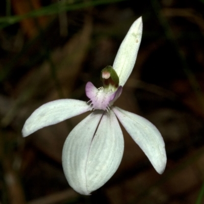 Caladenia picta (Painted Fingers) at Yerriyong, NSW - 13 Jun 2010 by AlanS