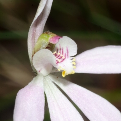 Caladenia sp. (A Caladenia) at Jerrawangala, NSW - 18 Oct 2016 by AlanS