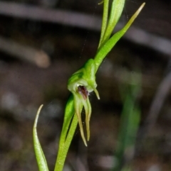 Pterostylis daintreana (Daintree's Greenhood) at Yalwal, NSW - 4 Apr 2016 by AlanS