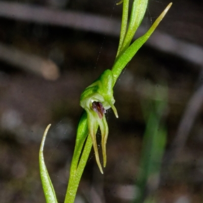 Pterostylis daintreana (Daintree's Greenhood) at Yalwal, NSW - 4 Apr 2016 by AlanS