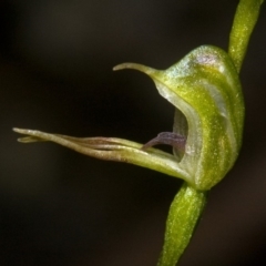 Pterostylis daintreana (Daintree's Greenhood) at Twelve Mile Peg, NSW - 7 Apr 2011 by AlanS