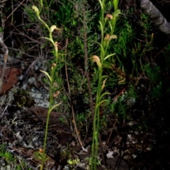 Pterostylis daintreana (Daintree's Greenhood) at Moollattoo, NSW - 26 Apr 2012 by AlanS