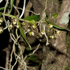 Plectorrhiza tridentata (Tangle Orchid) at Browns Mountain, NSW - 3 Oct 2015 by AlanS