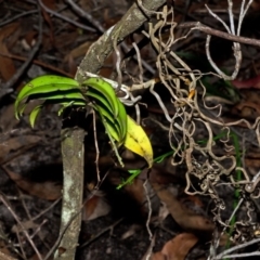 Plectorrhiza tridentata (Tangle Orchid) at Red Rocks, NSW - 26 Apr 2012 by AlanS