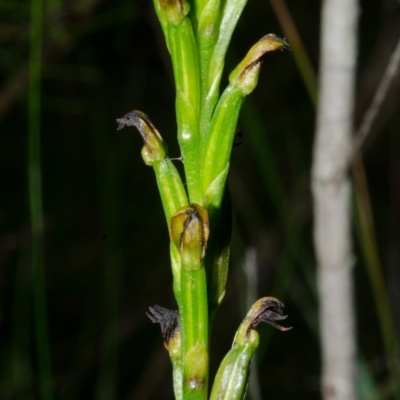 Prasophyllum sp. (A Leek Orchid) at Yerriyong, NSW - 10 Jan 2015 by AlanS