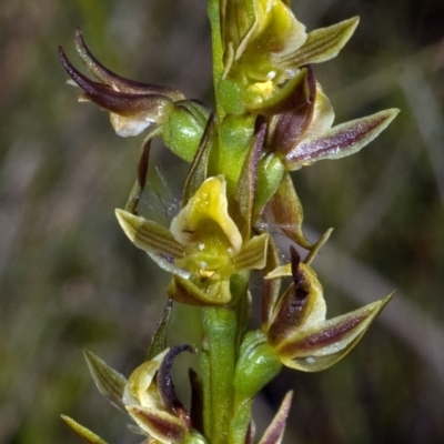 Prasophyllum sp. (A Leek Orchid) at Kinghorne, NSW - 10 Nov 2009 by AlanS