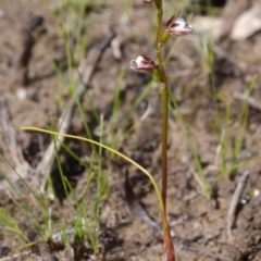 Paraprasophyllum brevilabre (Short-lip Leek Orchid) at Tianjara, NSW - 29 Oct 2016 by AlanS