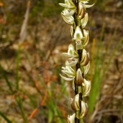 Prasophyllum elatum (Tall Leek Orchid) at Barringella, NSW - 27 Sep 2005 by AlanS