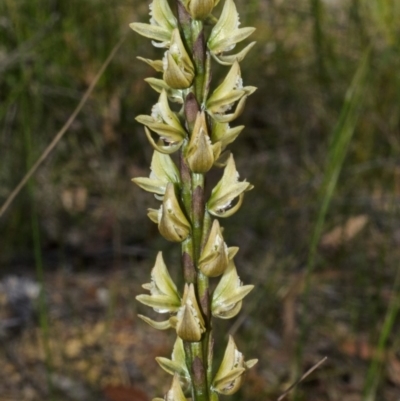 Prasophyllum elatum (Tall Leek Orchid) at Yerriyong, NSW - 29 Sep 2013 by AlanS