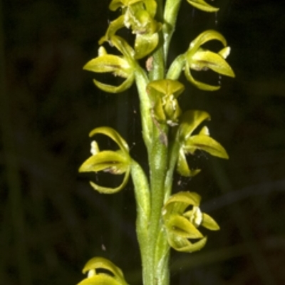 Prasophyllum flavum (Yellow Leek Orchid) at Yerriyong, NSW - 18 Dec 2008 by AlanS