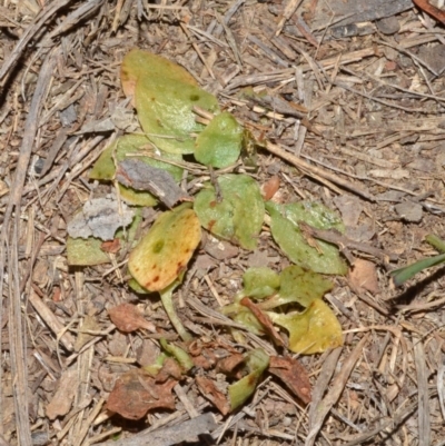 Pterostylis sp. (A Greenhood) at Bamarang, NSW - 28 Sep 2013 by AlanS