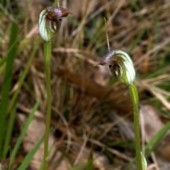 Pterostylis oblonga (Coastal Maroonhood) at Tomerong, NSW - 2 Sep 2010 by AlanS