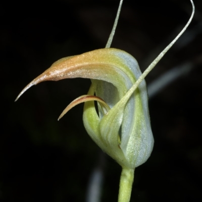 Pterostylis acuminata (Pointed Greenhood) at Falls Creek, NSW - 20 Mar 2008 by AlanS