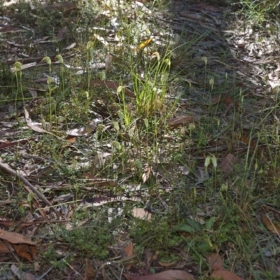 Pterostylis acuminata (Pointed Greenhood) at Falls Creek, NSW - 6 Apr 2011 by AlanS