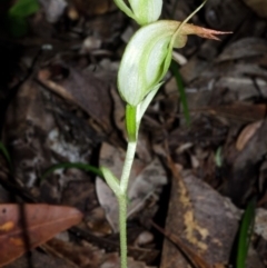 Pterostylis acuminata (Pointed Greenhood) at Myola, NSW - 15 Jun 2017 by AlanS