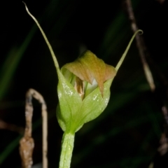 Pterostylis acuminata (Pointed Greenhood) at Budgong, NSW - 23 Apr 2016 by AlanS