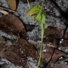 Pterostylis acuminata (Pointed Greenhood) at Myola, NSW - 29 May 2015 by AlanS