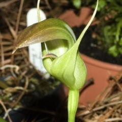 Pterostylis baptistii (King Greenhood) at Erowal Bay, NSW - 19 Jul 2006 by AlanS