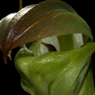 Pterostylis baptistii (King Greenhood) at Erowal Bay, NSW - 11 Jul 2009 by AlanS