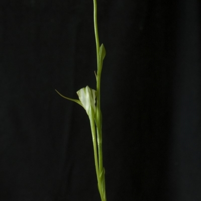 Pterostylis baptistii (King Greenhood) at Erowal Bay, NSW - 12 Jul 2009 by AlanS