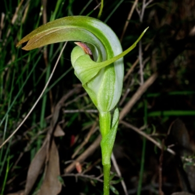 Pterostylis baptistii (King Greenhood) at Sanctuary Point, NSW - 9 Nov 2015 by AlanS