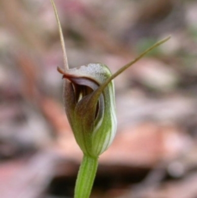 Pterostylis erecta (Erect Maroonhood) at Falls Creek, NSW - 22 Aug 2003 by AlanS