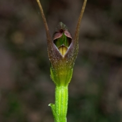 Pterostylis erecta (Erect Maroonhood) at Myola, NSW - 4 Aug 2012 by AlanS