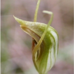 Pterostylis erecta (Erect Maroonhood) at Basin View, NSW - 30 Sep 2004 by AlanS