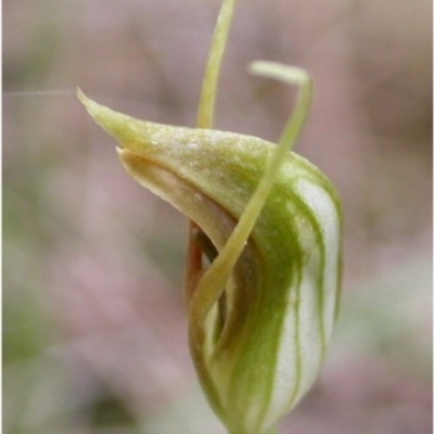 Pterostylis erecta (Erect Maroonhood) at Basin View, NSW - 30 Sep 2004 by AlanS