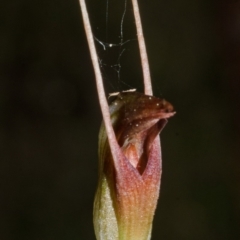 Pterostylis erecta (Erect Maroonhood) at Budgong, NSW - 15 Sep 2016 by AlanS