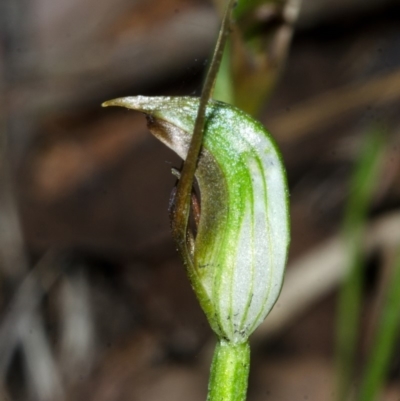 Pterostylis erecta (Erect Maroonhood) at Barrengarry, NSW - 16 Sep 2016 by AlanS